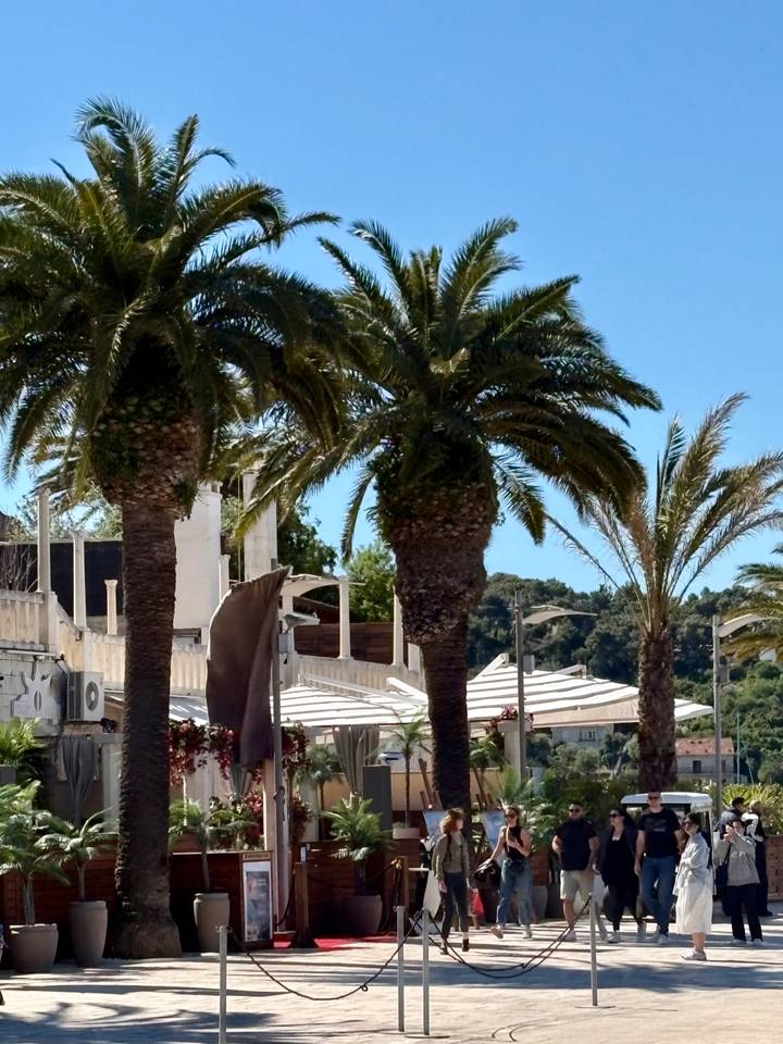 Tall palm trees shading a seaside promenade with white parasols.