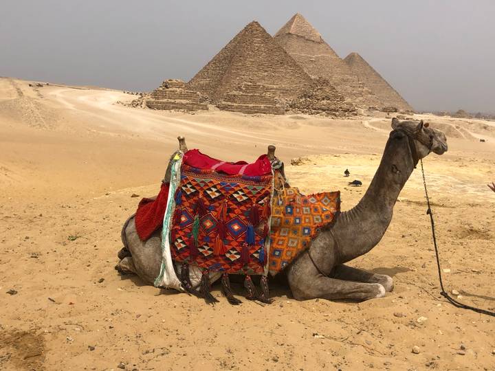 Decoratively saddled camel resting on desert sand with pyramids in the background
