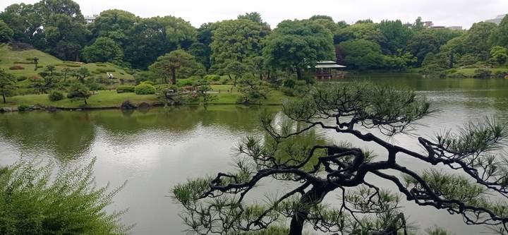 Serene Japanese garden pond with pavilion and sculptural pine tree reflected in still water.