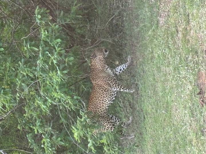 Wild leopard walking through dense green underbrush in a Sri Lankan national park.