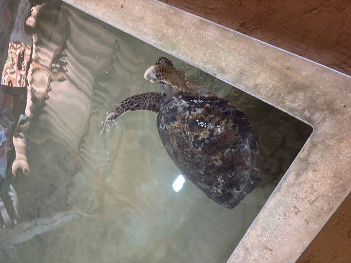 Sea turtle swimming inside a shallow rehabilitation tank under indoor lighting.