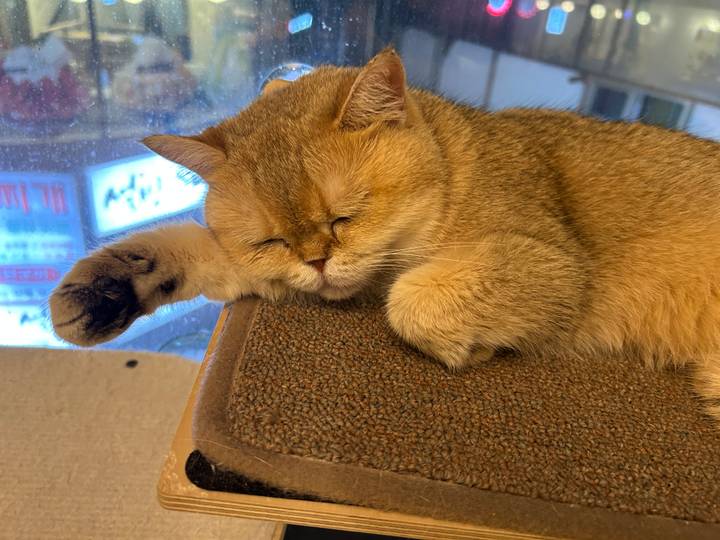 Sleeping cat on a perch inside a pet café window