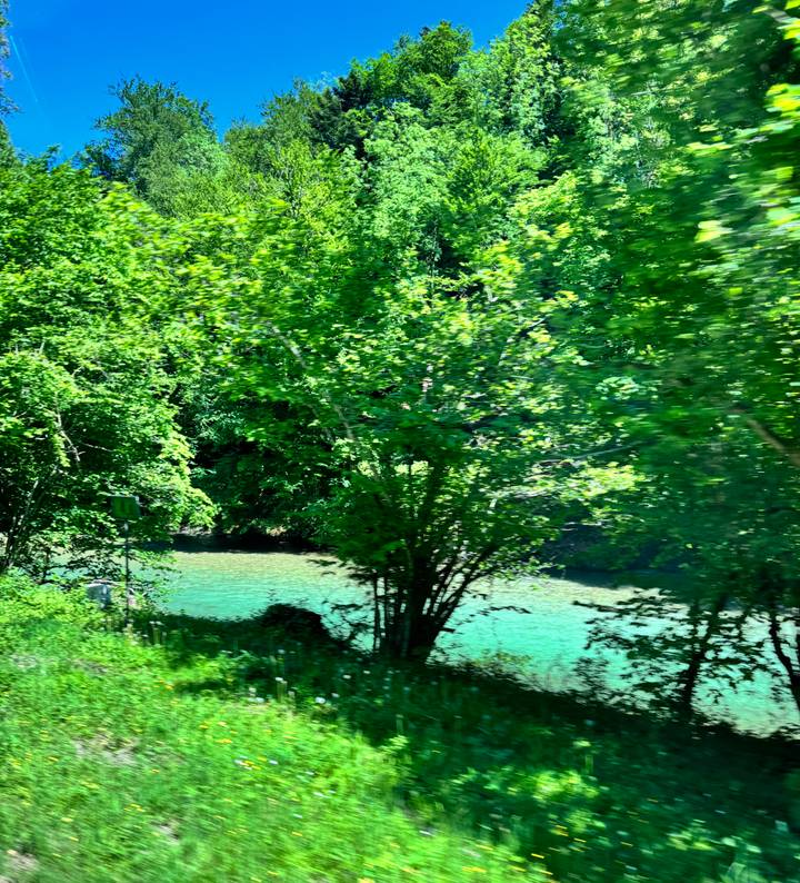 Motion-blurred view of green riverside trees from a moving vehicle.