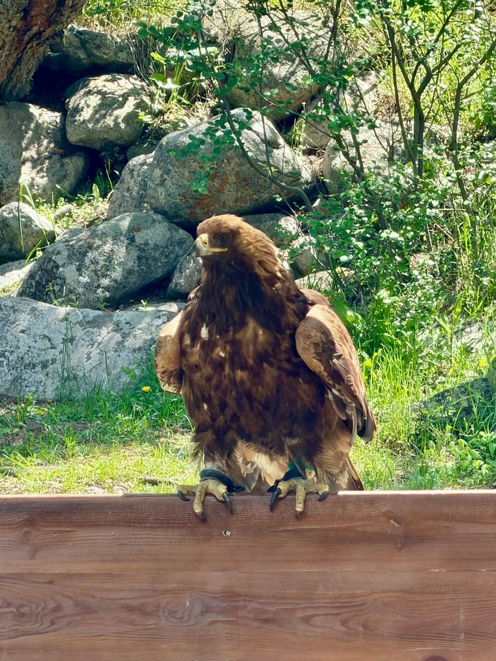 Close-up of a golden eagle standing alert among boulders and greenery in sunlight.