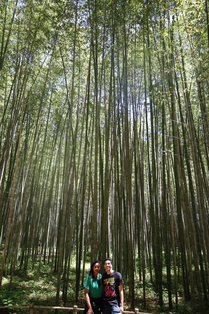 Tall, slender bamboo stalks forming a serene green canopy overhead