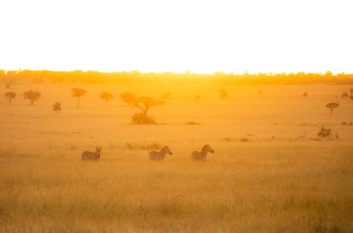 Three zebras graze on golden grass at sunrise across vast savanna plains