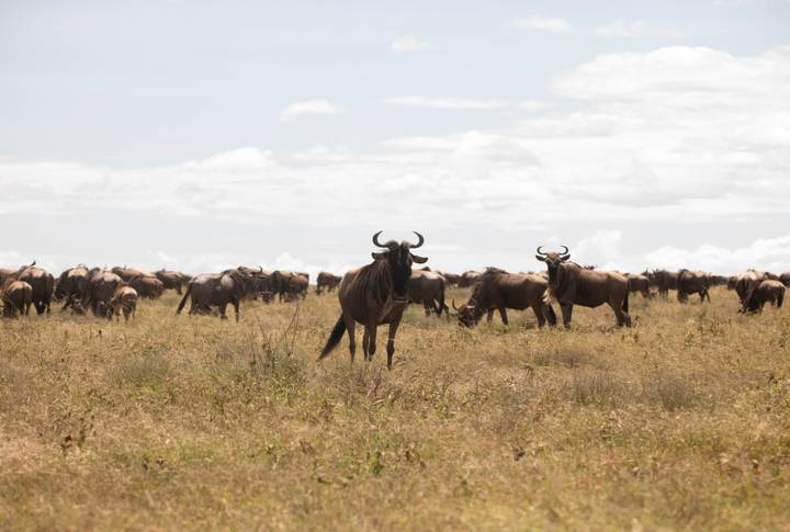 Large herd of wildebeest standing alert on grassy Serengeti plain under bright sky
