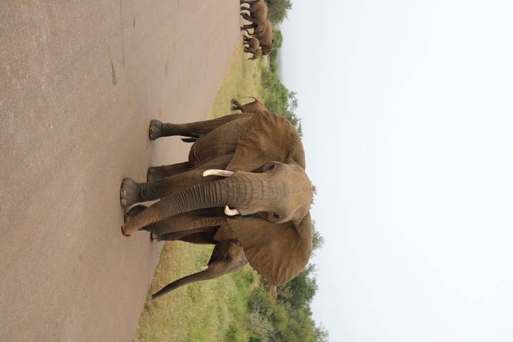 Adult elephant walks down paved park road with calf partly visible behind