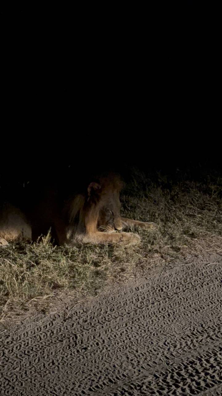 Dimly lit lion lying in grass at night during safari drive
