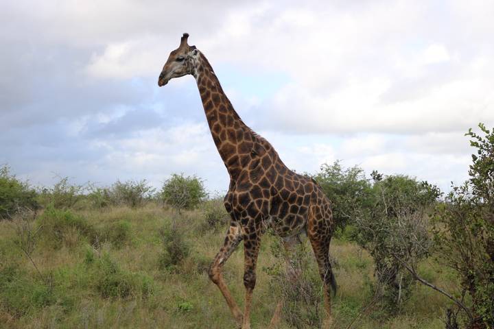 Tall giraffe striding across bushveld under partly cloudy sky