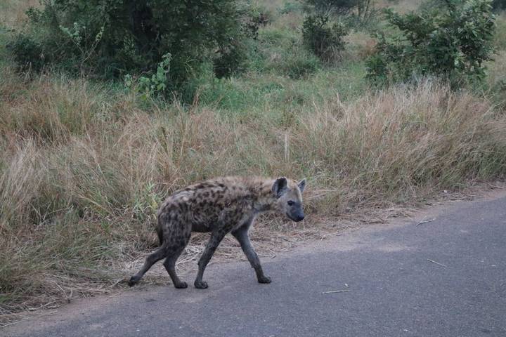 Spotted hyena walking along roadside bordered by tall dry grass