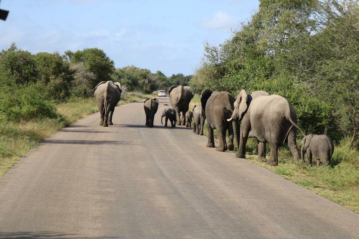 Herd of elephants, including calves, strolling down paved road through bush