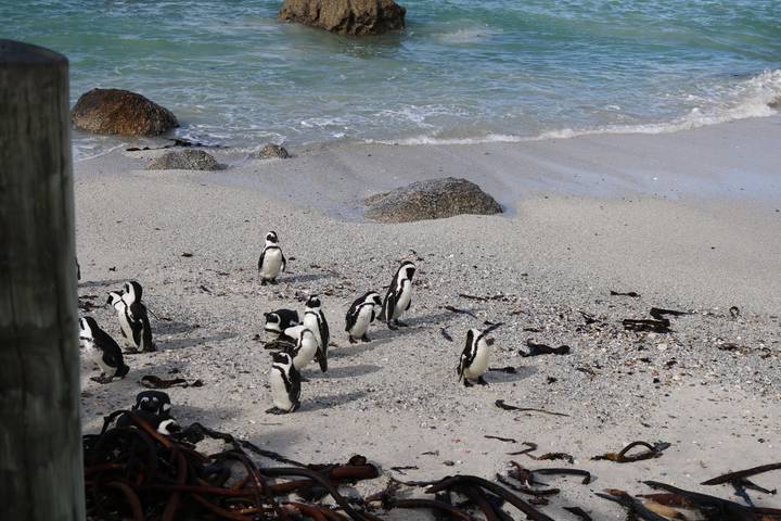Colony of African penguins gathered on sandy beach beside turquoise waves