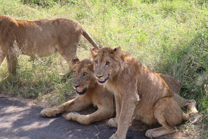 Two young lions lying in grass near road, one looking toward camera