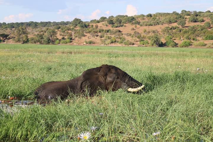Large elephant partially submerged while feeding in lush riverside marsh