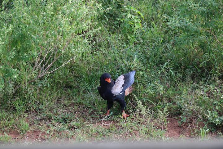 Colorful bateleur eagle standing on ground with wings slightly spread in green undergrowth