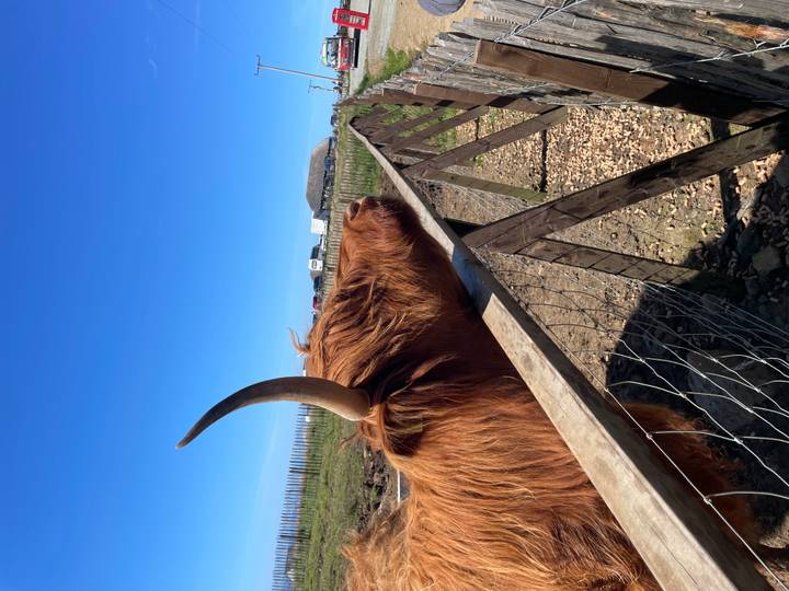 A shaggy Highland cow stretches its head over a wooden fence against a bright blue sky.