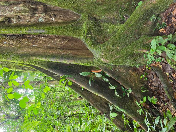 Close-up of massive moss-covered rainforest tree roots with dense greenery all around.
