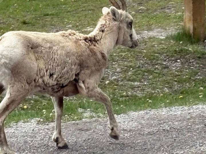 Close side view of a shaggy bighorn sheep with patchy fur walking beside a road in the Rockies.