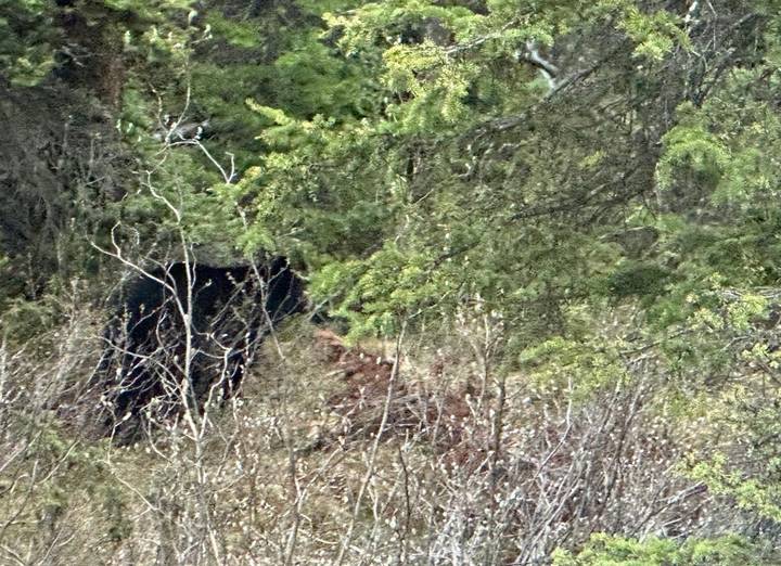 Distant glimpse of a black bear partially hidden among dense evergreen forest undergrowth.