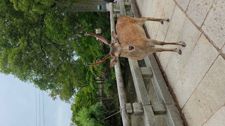 Sika deer standing on stone bridge with leafy park background in Nara