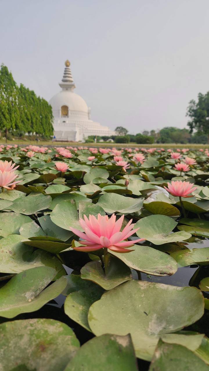 Pink lotus flowers floating on a pond with a white temple visible in the distance