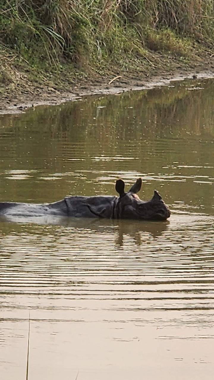 One-horned rhinoceros partially submerged in a calm watering hole