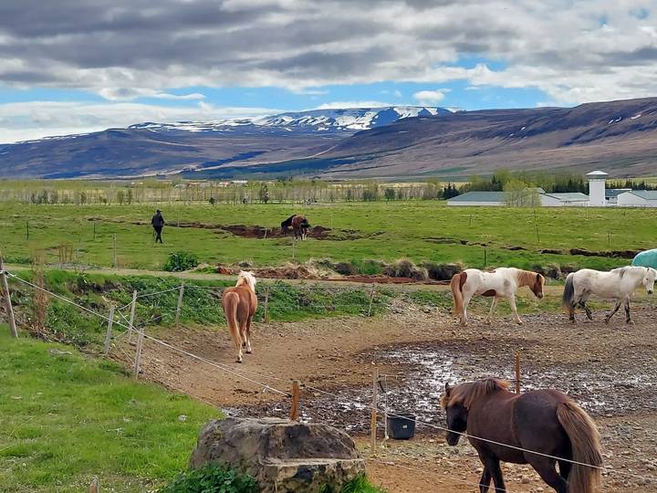 Icelandic horses grazing in a green valley with snow-capped highlands in the distance.