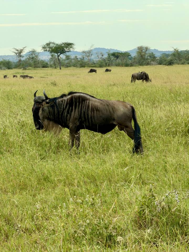 A lone wildebeest grazes in tall golden grass on the open plains.