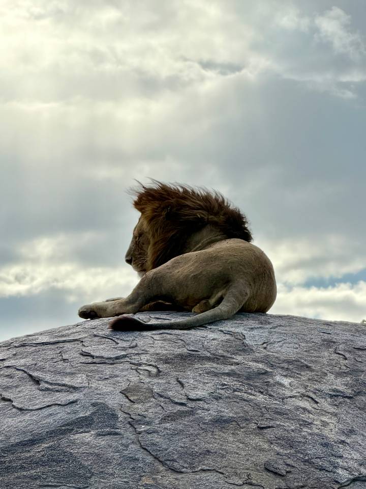 A male lion lies atop a rocky outcrop with its mane blowing in the breeze under a cloudy sky.