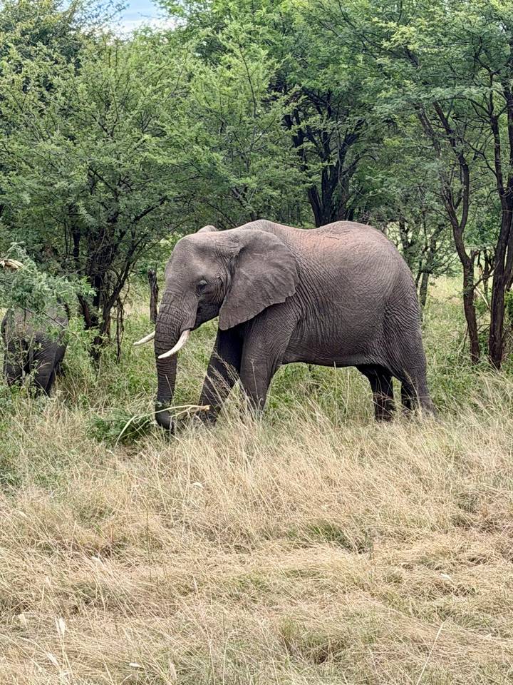 A large African elephant feeds on shrubs amid tall grass and acacia trees.