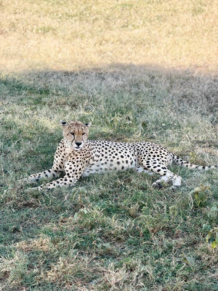 A cheetah rests alertly on dry grass, its spotted coat contrasting with the pale field.