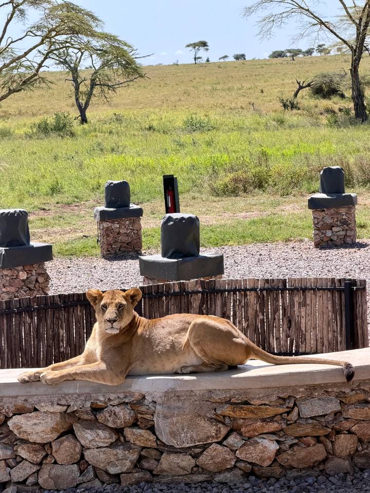 A lioness stands in front of a low wooden fence near a lodge area with stone posts and grassy surroundings.