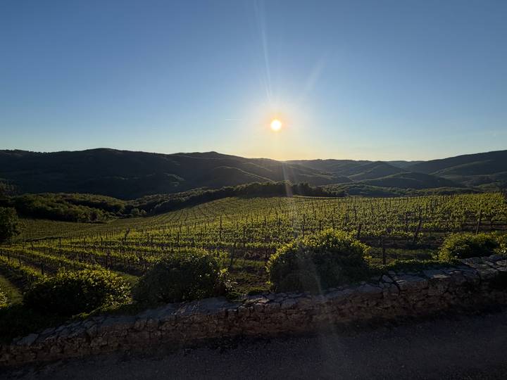 Sun sets over rolling Tuscan vineyards, casting a warm glow across the green rows.