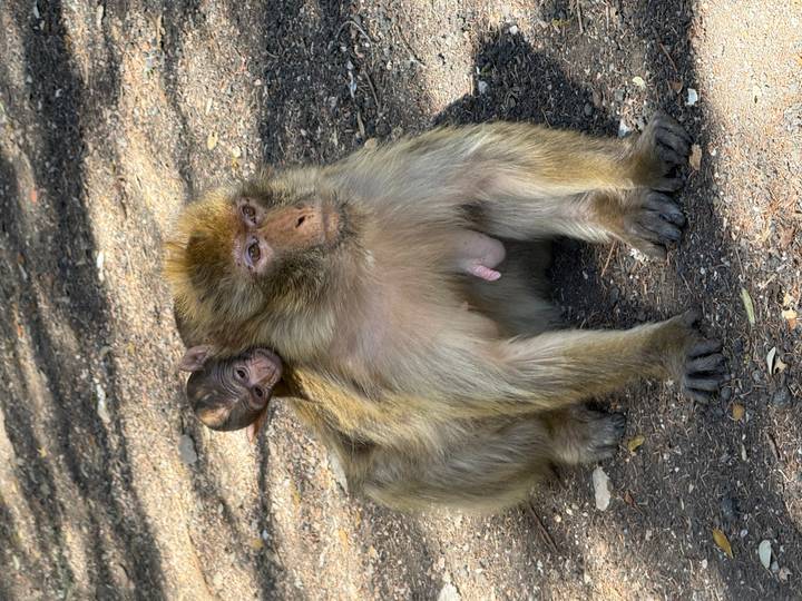 Adult macaque sits on the forest floor while a baby clings to its back.