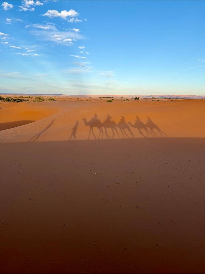 Series of camel silhouettes cast long shadows over smooth Saharan sand.