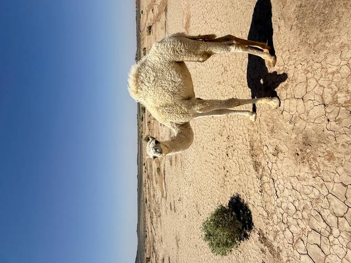Single white camel standing on cracked arid ground beneath a clear blue sky