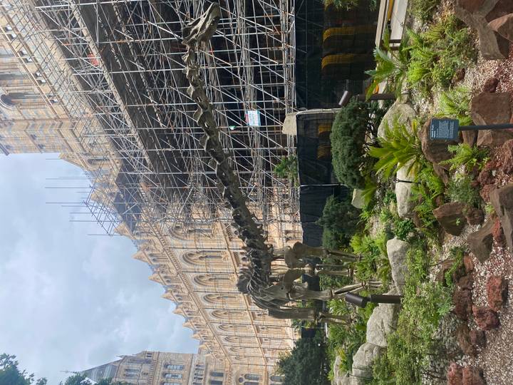 Long dinosaur skeleton outside museum under scaffolding restoration work.