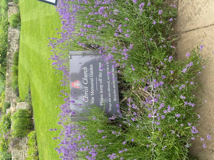 Lavender framing a sign for Christ Church War Memorial Garden requesting visitors keep off grass.