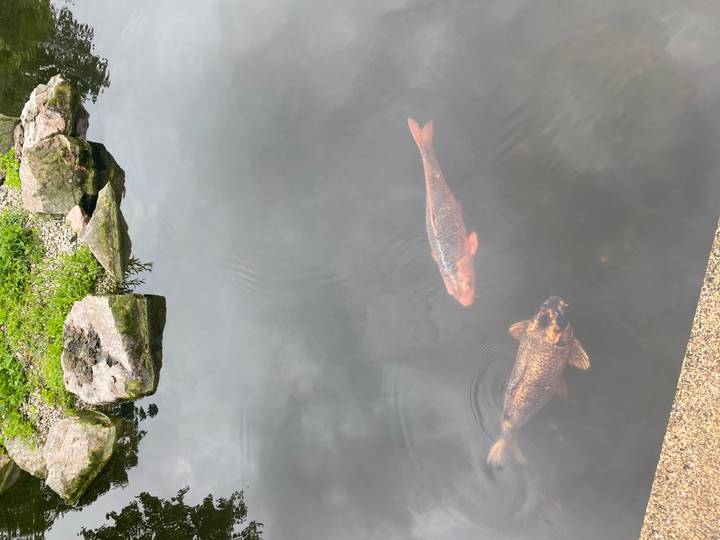 Two colorful koi fish swimming in a calm pond.