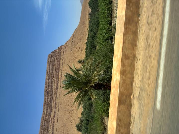Roadside snapshot of a desert mesa rising behind a lone palm and oasis vegetation under a deep blue sky.
