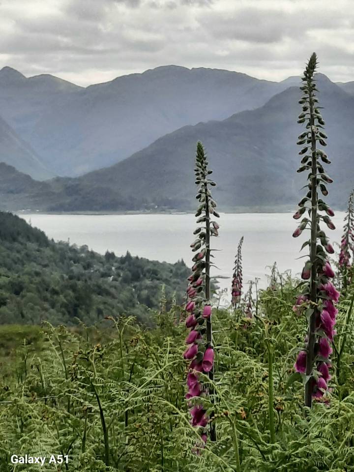 Pink foxglove flowers in the foreground with a misty lake and green Scottish hills rising beyond.