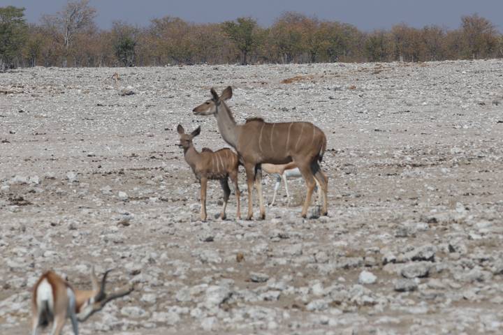 A kudu mother with her calf stands alert on the rocky Etosha plain.