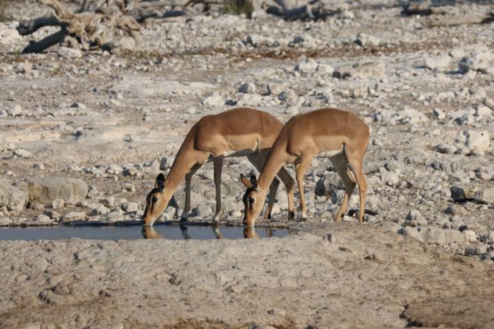 Two impala bend to drink side by side at a small pool on the rocky plain.