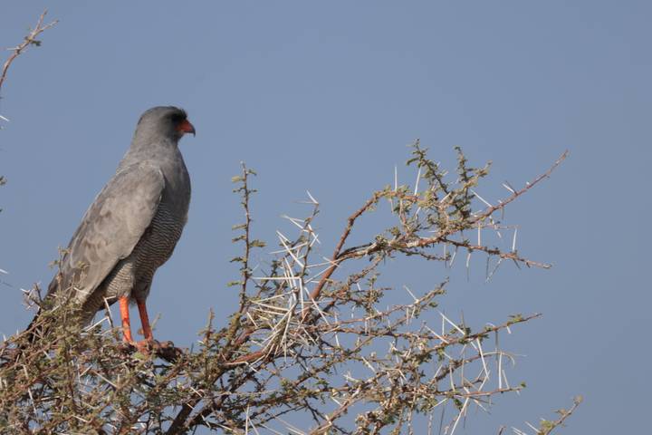 A grey raptor perches on a thorny acacia branch against a clear blue sky.