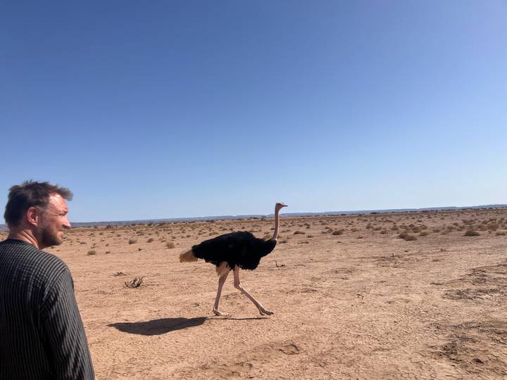 A traveler observes an ostrich walking past on an open desert plain under clear skies.
