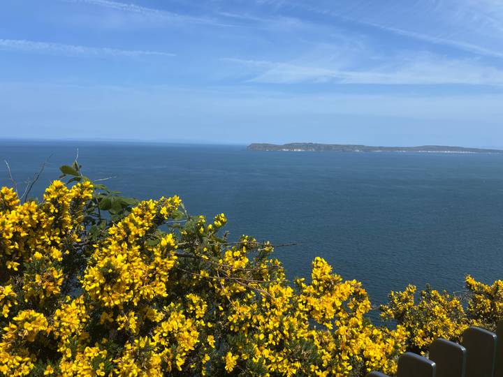 Bright yellow gorse blossoms frame a vast blue seascape and distant peninsulas.