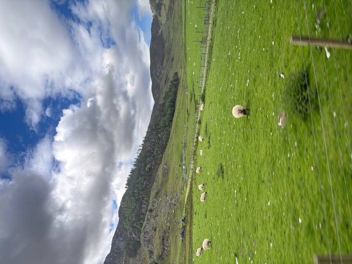 Green pasture dotted with grazing sheep against rolling hills under a partly cloudy sky.