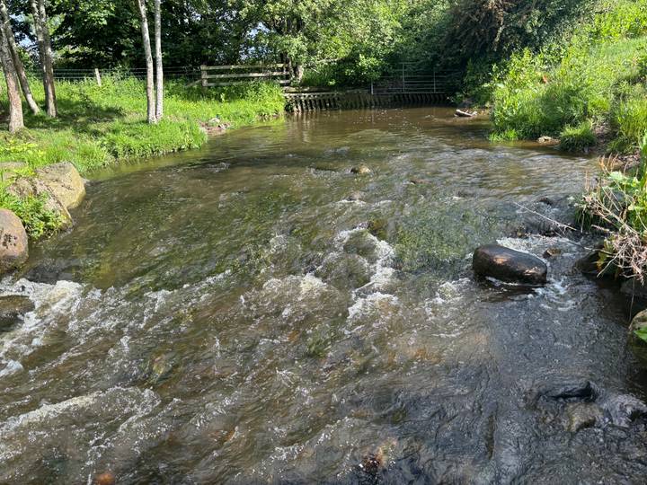 Shallow rocky stream flowing through lush green woodland on a bright day.