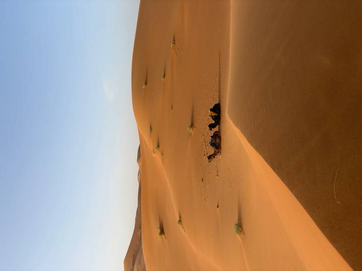 Golden sand dunes of the Sahara with a small group of resting camels under a pale sky.